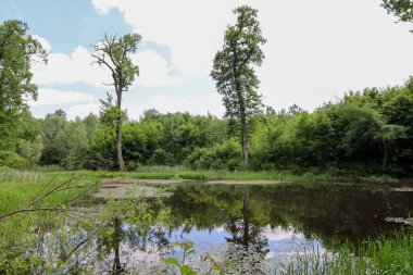 Karanlık sularına yansıyan sık ağaçlar ve çalılarla çevrili küçük bir orman gölü. Arka planda, beyaz bulutlu parlak mavi bir gökyüzü görünür, bir kontrastlık ve sakinlik hissi yaratır..