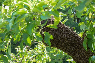 Yoğun bir arı sürüsü, bir meyve ağacının kalın bir dalını kaplayarak büyük bir canlı kitle oluşturdu. Taze yeşil yapraklar, güneş ışığıyla aydınlatılarak doğal ve dinamik bir zemin oluşturulur..