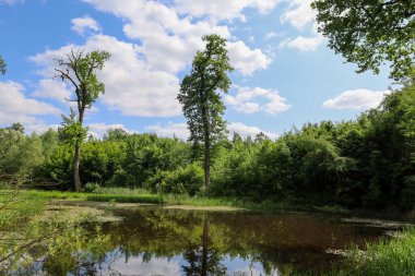 Karanlık sularına yansıyan sık ağaçlar ve çalılarla çevrili küçük bir orman gölü. Arka planda, beyaz bulutlu parlak mavi bir gökyüzü görünür, bir kontrastlık ve sakinlik hissi yaratır..