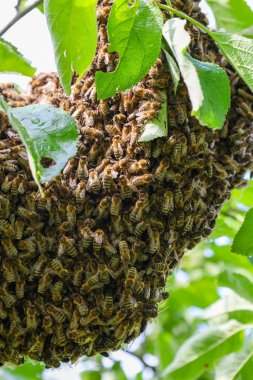 Yoğun bir arı sürüsü bir meyve ağacının dalını kaplayarak büyük bir canlı kitle oluşturdu. Hareket eden böcekler eşsiz bir doku oluştururken, çevreleyen yeşil yapraklar doğal çevreyi ön plana çıkarıyor..