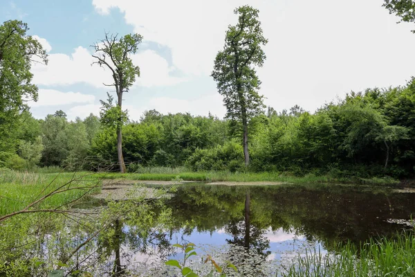 Karanlık sularına yansıyan sık ağaçlar ve çalılarla çevrili küçük bir orman gölü. Arka planda, beyaz bulutlu parlak mavi bir gökyüzü görünür, bir kontrastlık ve sakinlik hissi yaratır..