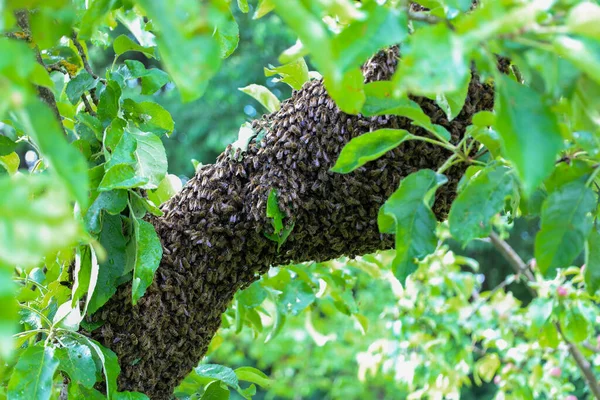 Dev bir arı sürüsü, yoğun bir şekilde yüzeyini kaplayan bir meyve ağacının kalın bir dalını kapladı. Taze yeşil yapraklarla çevrili böcekler, doğal bir göçü işaret eden yoğun bir canlı kütlesi oluştururlar..