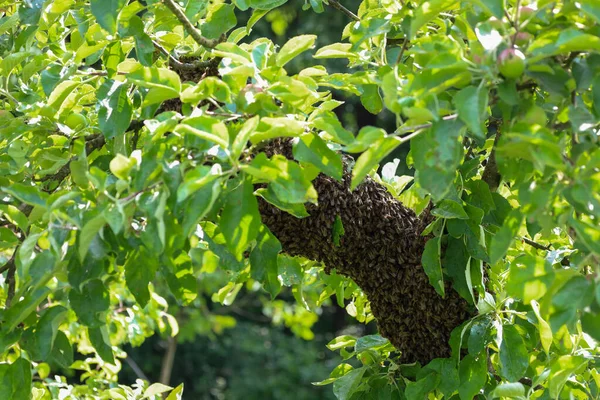 Yoğun bir arı sürüsü bir ağaç dalını kaplayarak şekilleriyle birleşen büyük bir canlı kitle oluşturdu. Sürüyü çevreleyen parlak yeşil yapraklar doğal çevresini ve yaz mevsimini vurguluyor..