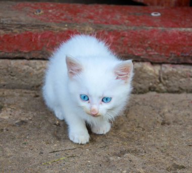 Küçük, tüylü, mavi gözlü beyaz bir kedi yavrusu yerde oturuyor. Bu fotoğraf, etrafındaki dünyayı keşfeden bir hayvanın tüm çekiciliğini ve masumiyetini taşıyor.