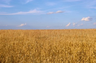 Uçsuz bucaksız bir altın arpa tarlası beyaz bulutlu parlak mavi bir gökyüzünün altında ufka kadar uzanıyor. Bu resim, kırsal bir yaz manzarasının zenginliğini ve güzelliğini gösteren bir mekan ve sükunet hissi veriyor..