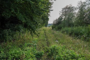 Çimenlerle kaplanmış bir yol sık bir ormanın içinden geçiyor ve pitoresk bir yaz manzarası oluşturuyor. Bu fotoğraf, izleyicileri doğanın derinliklerine doğru bir yolculuğa davet eden bir yalnızlık ve sükunet hissi veriyor..