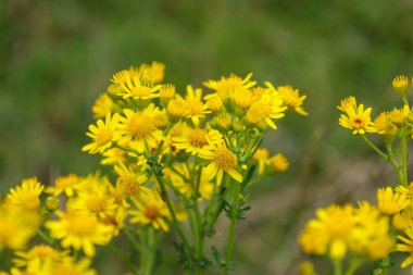 Yeşil bir tarlada açan parlak sarı çiçekli buketler güzel ve pitoresk bir manzara yaratır. Bu güneşten sırılsıklam olmuş kır çiçekleri canlı renkler ve sükunet hissi katar..