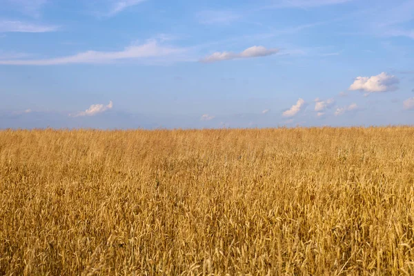Uçsuz bucaksız bir altın arpa tarlası beyaz bulutlu parlak mavi bir gökyüzünün altında ufka kadar uzanıyor. Bu resim, kırsal bir yaz manzarasının zenginliğini ve güzelliğini gösteren bir mekan ve sükunet hissi veriyor..