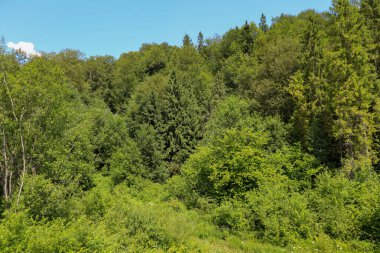 Bitmeyen bir yaz yeşilliği duvarı, kozalaklı ağaçlar yaprak döken ağaçlarla karışarak gür, gür bir orman oluşturuyor. Görüntü, bitki dünyasının zenginliğini ve çeşitliliğini vurgulayarak, doğanın tazeliğini, sükunetini ve ihtişamını aktarıyor..