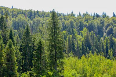 Bu fotoğraf, kozalaklı ağaçların yaprak döken ağaçlarla karışarak çok yönlü bir manzara oluşturduğu çeşitli bir ormanı gösteriyor. Yaprak ve iğnelerin taze yeşilliği, doğanın sağlığını ve yumuşaklığını vurgular. Yumuşak yapraklar ise, 