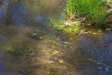 Görüntü, sığ bir alanda yavaşça akan, berrak suyu olan küçük bir akarsuyu gösteriyor. Güneş ışığı ağaç tepelerinden süzülür ve suyu yansıtır., 