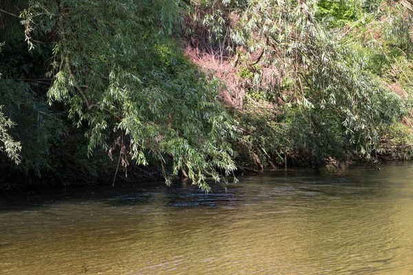 Görüntü, ağaçların yoğun gölgelerinin altında yavaşça akan karanlık sularla dolu sakin bir nehri gösteriyor. Yeşil yapraklı dallar suyun üzerinde asılı, rahat ve görkemli bir atmosfer yaratıyor..