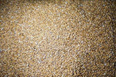 Yüzeyde yoğun bir buğday taneciği tabakası var. Bu çekim, bol miktarda hasat, doğal zenginlik ve tarımın atmosferini taşır..