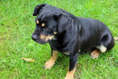 Profilde bir köpeğin kafası, tefekkür sırasında hafifçe eğilmiş. Bakışları odaklanmış, duruşu sükunet ve beklenti hissi veriyor..