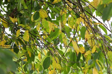 Dallardan ve yapraklardan oluşan bir iç içe geçmiş ve karakteristik siyah noktalarla sararmaya başlamış. Bu çekim sonbaharın başındaki atmosferi ve yazdan sonraki geçişi aktarır..