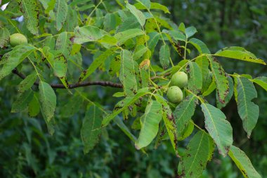 Olgunlaşan yeşil cevizler, koyu lekeli yaprakların arasında bir dala tutunur. Doğal döngünün ve bol mahsulün bir yansıması..