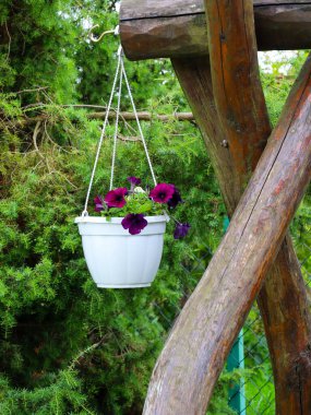 Yakın plan, ahşap bir yapıdan sarkan parlak mor çiçekli beyaz bir kap gösteriyor. Arka planda, yeşil kozalaklı bitkiler uyumlu bir kontrast oluştururlar. Bu görüntü konforlu bir ortam, bir ev bahçesi ve yaz atmosferini temsil ediyor..