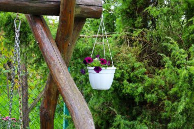 Yakın plan, ahşap bir yapıdan sarkan parlak mor çiçekli beyaz bir kap gösteriyor. Arka planda, yeşil kozalaklı bitkiler uyumlu bir kontrast oluştururlar. Bu görüntü konforlu bir ortam, bir ev bahçesi ve yaz atmosferini temsil ediyor..