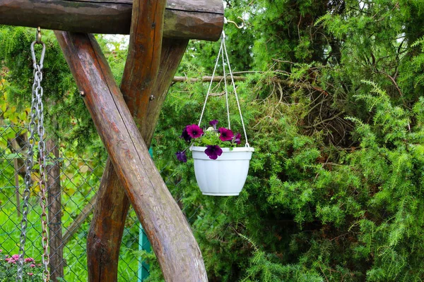 Yakın plan, ahşap bir yapıdan sarkan parlak mor çiçekli beyaz bir kap gösteriyor. Arka planda, yeşil kozalaklı bitkiler uyumlu bir kontrast oluştururlar. Bu görüntü konforlu bir ortam, bir ev bahçesi ve yaz atmosferini temsil ediyor..