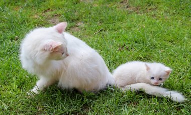 Bu resimde, pofuduk beyaz bir kedi yeşil çimlerin üzerinde oturur ve etrafındaki dünyayı keşfederken mavi gözlü beyaz kedisini dikkatle izler. Bu dokunaklı bir anne bakımı ve çocukluk sahnesi, sıcaklık ve şefkat yayıyor..