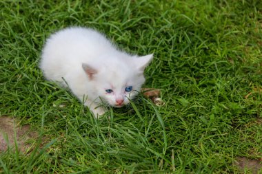 Yeşil çimlerin üzerinde mavi gözlü meraklı beyaz bir kedi yavrusu oturuyor. Bu hassas portre çocuksu masumiyet ve doğal merak yayıyor, kedi gençliğinin güzelliğini vurguluyor..