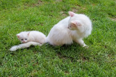Tüylü beyaz bir kedi mavi gözlü beyaz kedisini yakından gözlemler, yeşil çimenlerdeki çevresini ilginç bir şekilde keşfeder.. 