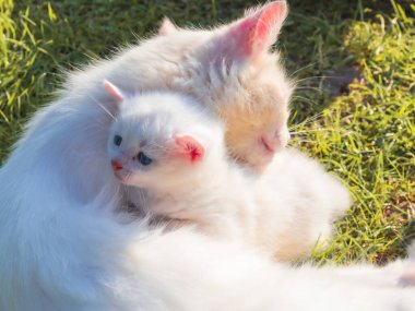 Sevecen beyaz bir kedi yeşil çimlerin üzerinde küçük beyaz kedisine sarılıyor ve hassas bir aile ortamı yaratıyor. Sıcak güneş ışığı, anne ve çocuk arasındaki güçlü bağı gösteren yumuşak kürklerine vurgu yapıyor..