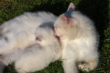 Anne kedi, yeşil çimlerin üzerinde dinlenirken yavrusunu nazikçe tımar ediyor. Bu dokunaklı sahne anne ve çocuk arasında derin bir bağ olduğunu gösteriyor. Annelik sevgisini ve huzuru yansıtıyor..