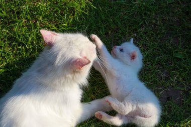 Büyük beyaz bir kedi ve küçük beyaz bir kedi güneş ışığında yeşil çimlerde nazikçe oynuyorlar. Bu sahne hayvanlar arasındaki sevgi dolu ilişkiyi gösteriyor. Huzur ve sıcak bir yaz gününün habercisi..