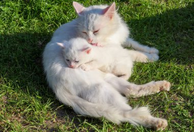 Beyaz bir kedi yeşil çimlerin üzerinde nazikçe yatıyor, küçük kedisini kucaklıyor. Bu dokunaklı sahne, barışçıl bir atmosfer yaratan sıcak güneş ışığıyla vurgulanan güçlü bir annelik bağını gösteriyor..
