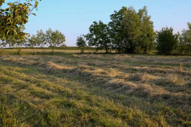 Yakın zamanda biçilmiş çimenlerin geniş bir alanı düzgün sıralarda uzanır, ufka doğru uzanır. Arka planda, ağaçlar ve çalılar berrak mavi bir gökyüzüne karşı duruyor ve huzurlu bir kırsal yaz akşamı atmosferi yaratıyor..