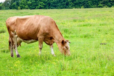 Kahverengi bir inek sarı çiçeklerle benekli büyük yeşil bir çayırda huzur içinde otlar. Arka planda bir orman çizgisi görülebilir ve parlak renkler ve sakin bir atmosfer huzurlu kırsal bir manzara yaratır..