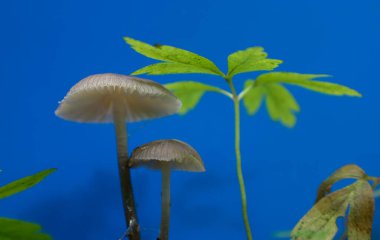 Bu makro fotoğraf genç bir bitkinin yanında büyüyen ince saplı bir çift hassas mantarı gösteriyor. Parlak mavi arka plan, orman dünyasının ince güzelliğini ve gizemini vurgulayan ilginç bir zıtlık yaratır..