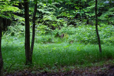 Yaz gününde yemyeşil orman. Güneş ışığı ağaç tepe örtülerinden süzülerek, taze otlarla bir açıklığı aydınlatır ve bir barış ve doğal uyum ortamı yaratır..