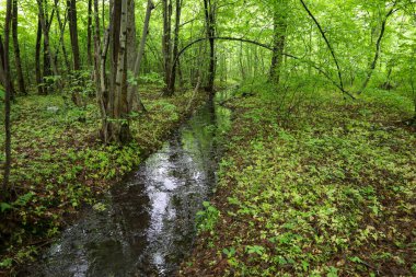 Dar bir dere, yaşlı ağaçların sık yeşil çalılıkların arasında durduğu bir orman açıklığında yavaşça yol alır. Bu manzara, vahşi doğanın canlılığını vurgulayan barış ve uyum hissini iletir..