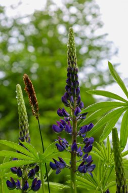 Bereketli mavi-mor lupinler, yağmur damlalarıyla kaplı, zerafetleriyle büyüleniyorlar. Fotoğraf, yağmurdan sonra doğanın güzelliğini yakalıyor. Yaprakların tazeliğini ve canlı yeşilliğini vurguluyor..