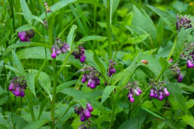 Uzun saplı canlı mor çiçekler yabani bitkilerin yeşil çalılarını süslüyor. Makro çekim, yapraklardaki her yaprağı ve saçı görmeni sağlıyor. Bu da fotoğrafa özel bir doku veriyor..