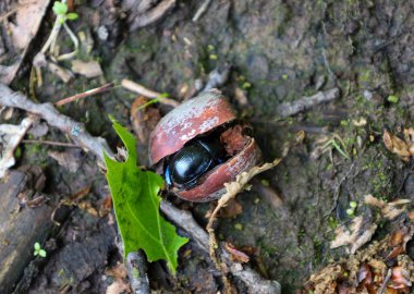Mavimsi parıltılı küçük siyah bir böcek fındık kabuğunun içinde saklanıyor. Detaylı makro çekim, orman yaşamının gizemli dünyasının güzelliğini yakalar..