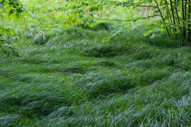 Çalılar ve ağaçlarla çevrili, rüzgarda sallanan sulu yeşil otlarla dolu gür, yoğun, vahşi bir çayır. Bu görüntü, izleyicileri doğanın dingin güzelliğine kendilerini kaptırmaya çağıran bir huzur ve özgürlük hissi veriyor..
