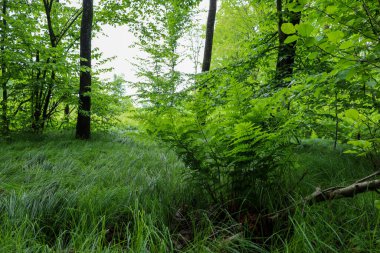 Yoğun, yemyeşil bitki örtüsü ve uzun ağaçlarla dolu bir orman manzarası. Bu görüntü, barış ve uyumun hüküm sürdüğü doğal bir ortamın zenginliğini gösteren bir sakinlik ve tazelik hissi veriyor..