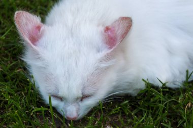 Yeşil çimlerin üzerinde huzur içinde uyuyan beyaz bir kedinin yakın çekimi. Görüntü, hayvanın yumuşak kürkünü ve rahat durumunu vurgulayan bir sakinlik ve dinginlik hissi veriyor..