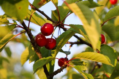 Bir ağaç dalında olgunlaşan parlak kırmızı kirazların yakın çekimi. Görüntü yaz hasadının tazeliğini yakalıyor, meyvelerin canlı rengini ve doğal güzelliğini vurguluyor..
