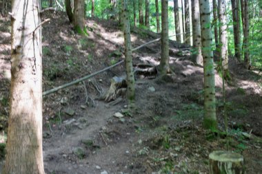 Uzun, ince ağaç gövdeleri arasında kayalık bir orman yolu kaybolur. Paraşütlerin arasından süzülen ışık gölgeler yaratır, yosun kaplı kütükleri ve yerdeki dalları aydınlatır, iğneyi sakin, neredeyse peri masalı gibi bir atmosfer verir..