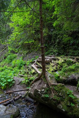 Genç bir ağaç doğrudan yosun kaplı bir kayadan yetişir. Kökleri, yaşamın gücünü ve dayanıklılığını sembolize ederken, yakınlarda akan küçük bir akarsu vahşi ve canlı bir atmosfer yaratıyor..