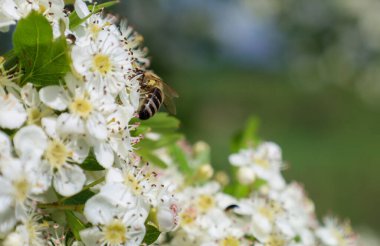 Bir arı, bir dalı kalın olan beyaz dikenli çiçeklerden nektar toplar. Bu makro fotoğraf, her yaprağın ve böceğin çizgili vücudunun dokusunu vurgular. Doğanın yaşam döngüsünün canlı ve detaylı bir resmini yaratır..