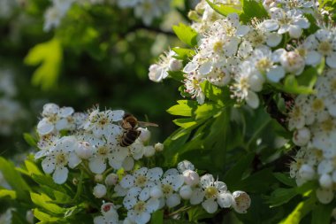 Bu görüntü, çiçekten çiçeğe uçan tozlaşma sürecindeki bir arıyı gösteriyor. Ön plana odaklanarak böceğin hareketinin dinamiklerini aktarır ve doğal döngüdeki önemli rolünü vurgular..