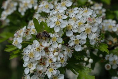 Bu sığ alan atışı, bir arının özenle beyaz çiçek kümesinden nektar topladığını gösteriyor. Bu görüntü vahşi yaşam ve bitki dünyası arasındaki uyumu vurguluyor, doğadaki böcekleri tozlaştırmanın hayati önemini gösteriyor..