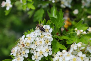 Sığ bir alan derinliğindeki bu çekim küçük beyaz çiçeklerden nektar toplayan bir arıyı gösteriyor. Hassas taç yapraklarını, böceğin çizgili vücudunun dokusunu ve ekosistemdeki hayati rolünü vurgular..