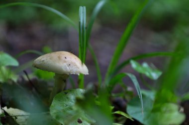 Soluk başlıklı ve narin gövdeli tek bir mantar orman zemininin yeşil çalılığından çıkar. Yumuşak, dağınık ışık tarafından vurgulanmış eşsiz şekli..