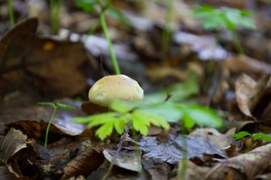 Soluk sarı bir şapkayla narin bir mantar orman zemininde, parlak yeşil bitkilerle çevrili yaprakların arasından geçer.. 